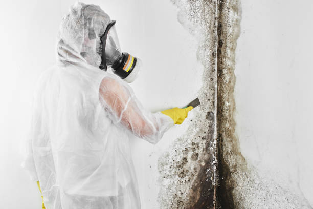 Best Residential Mold Remediation in Wildwood, MO
