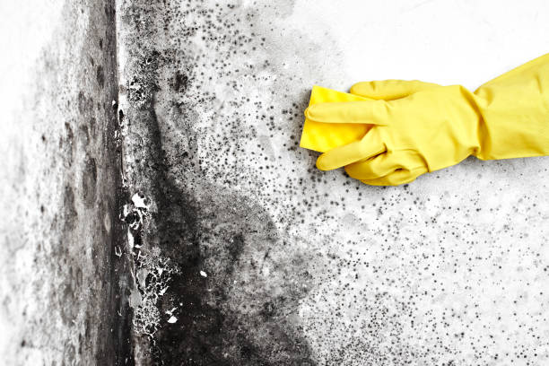 Best Attic Mold Remediation in Wildwood, MO